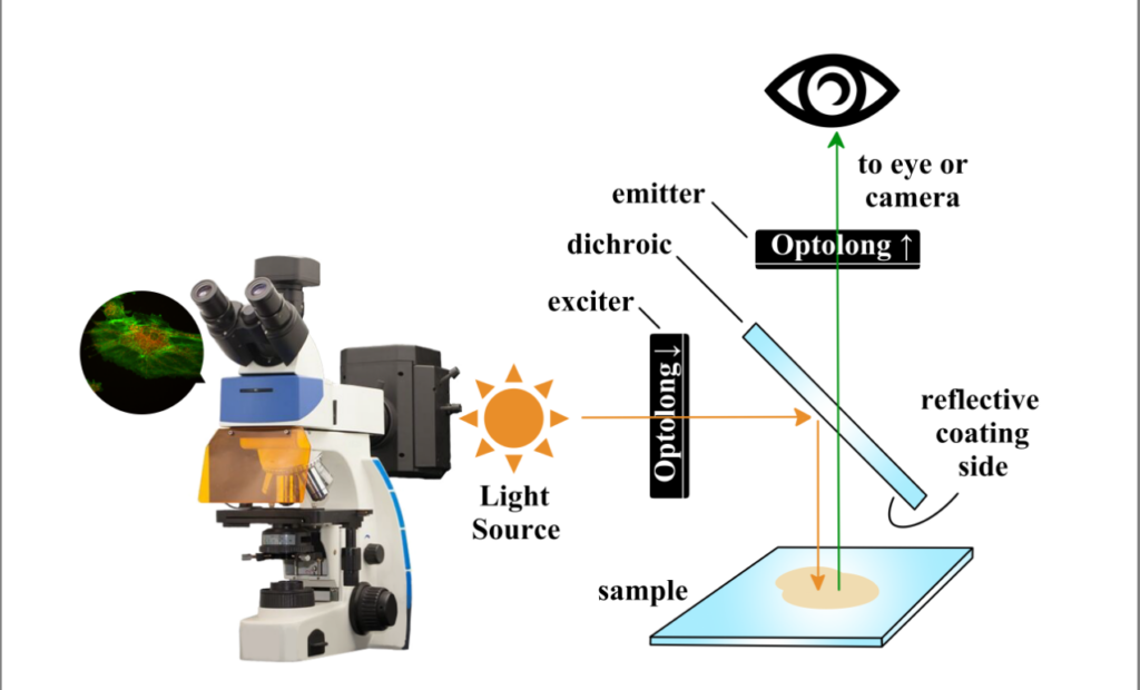 filter in microscope