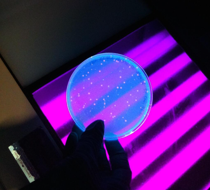 what fluoresces under uv light