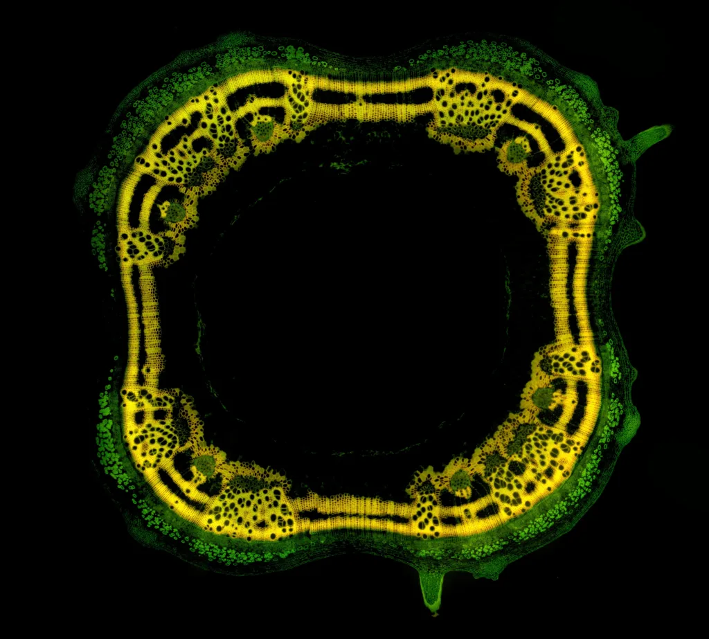 Bacteria under the microscope