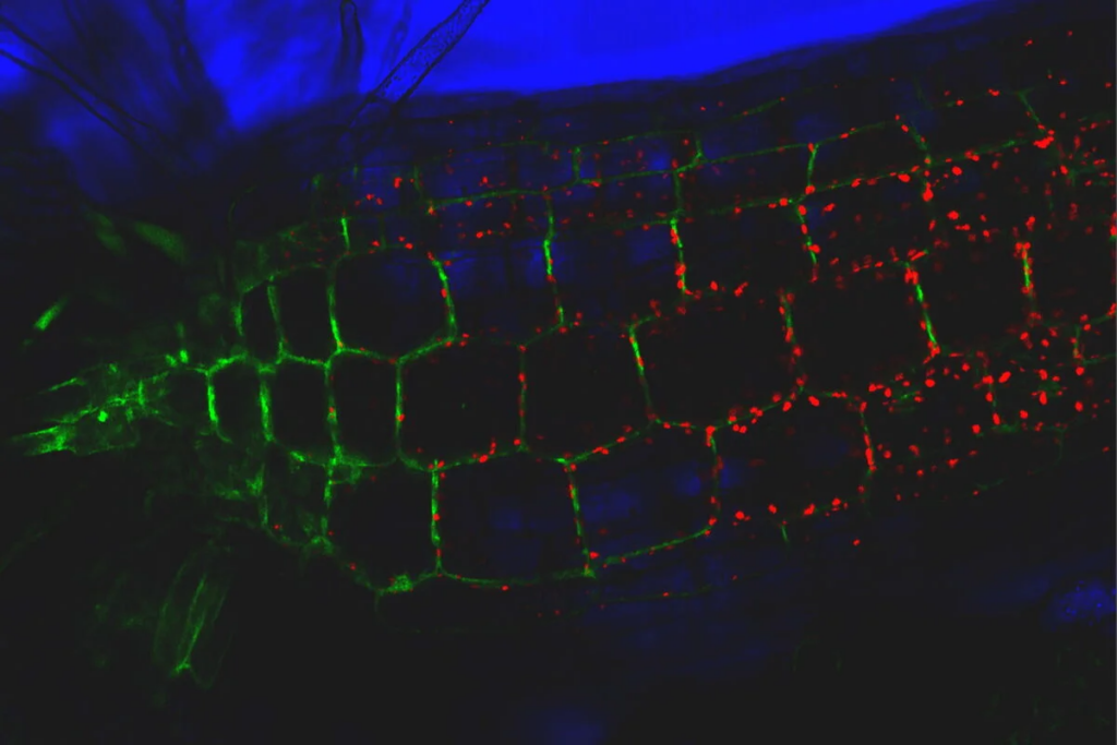 How to Quantify Fluorescence