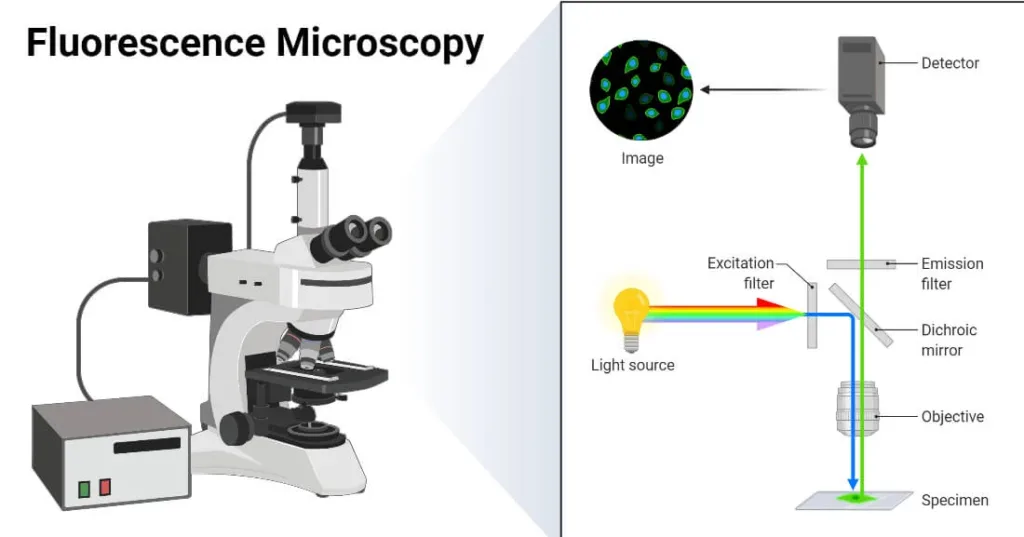 How to Use a Fluorescence Microscope