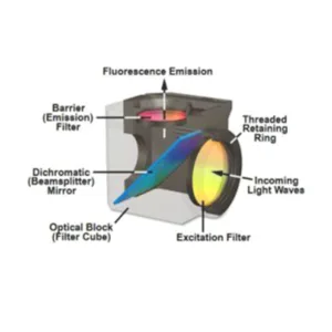 Fluorescence Microscopy Filters