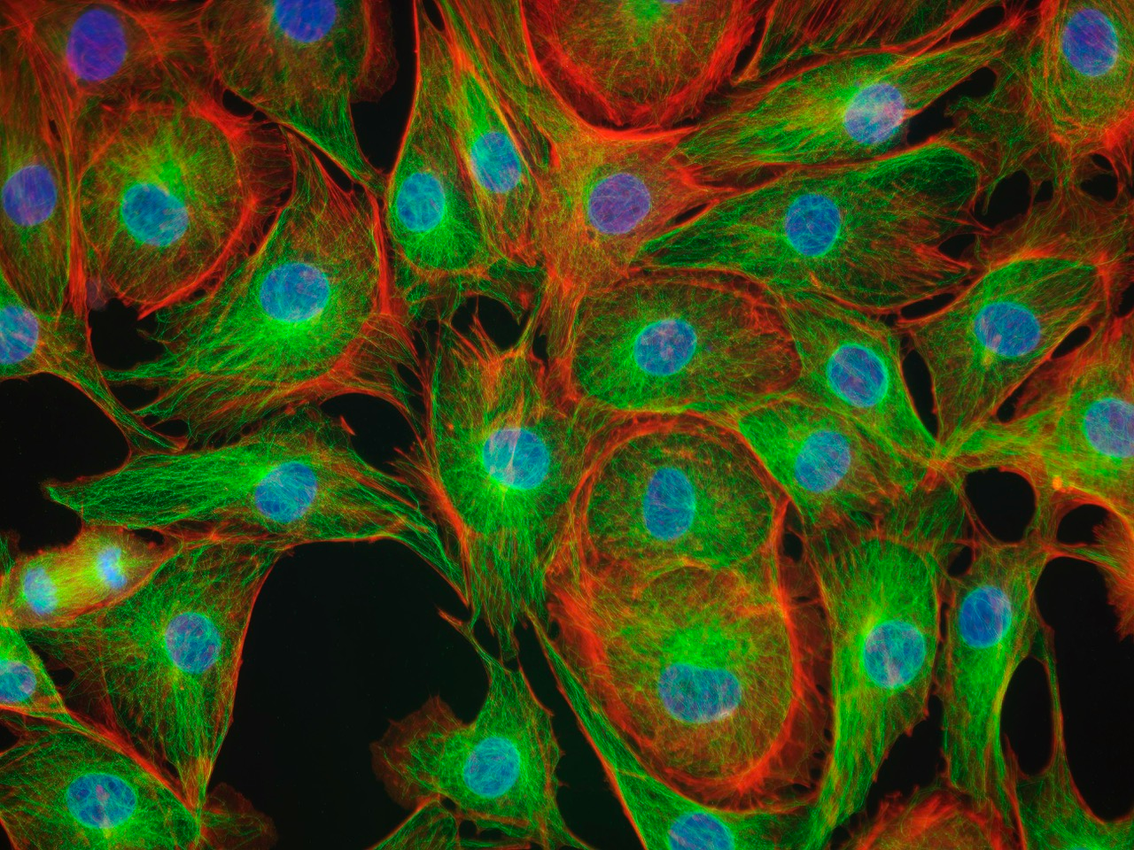 filter for biomedical imaging